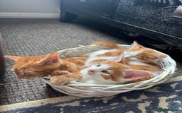 Mixed Breed cats for sale: Beautiful kittens  - Image 1