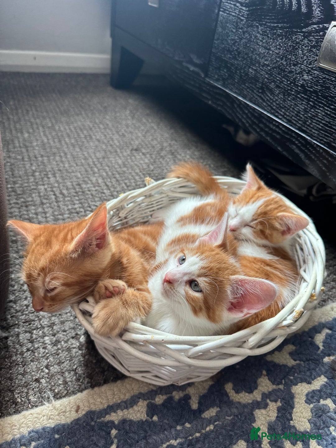 Mixed Breed cats for sale: Beautiful kittens  - Image 1