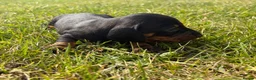 Miniature Dachshund dogs for sale: 5 stunning mini dachshunds for sale❤️🏡🥰 - Advert 21
