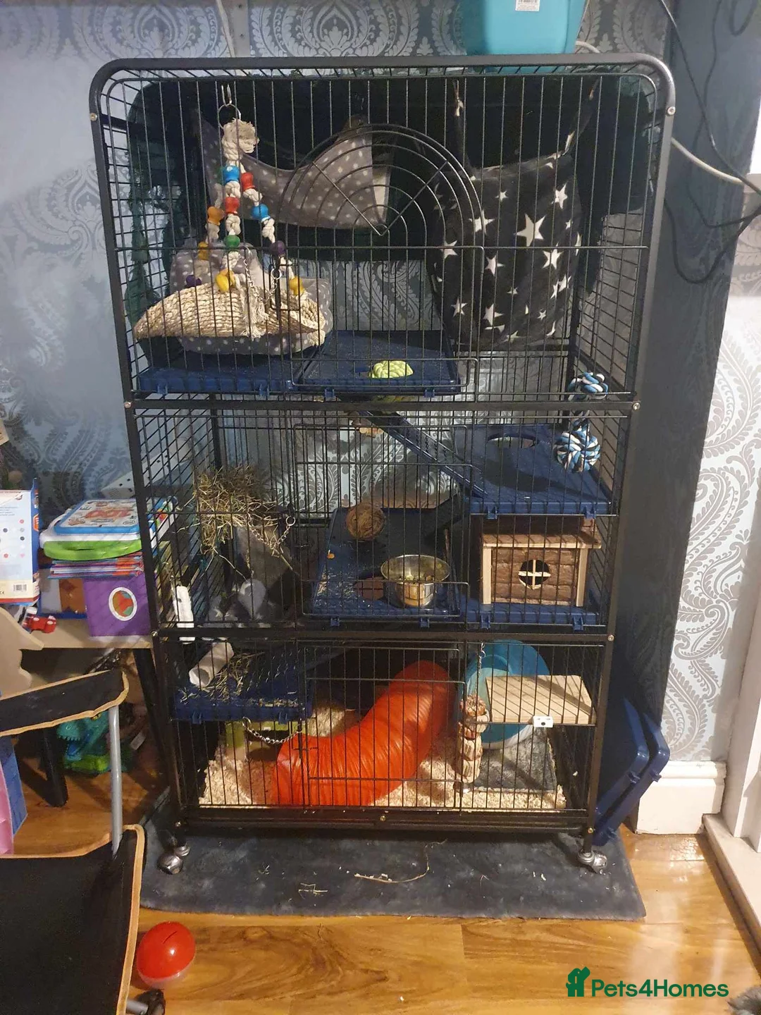 Chinchilla rodents for sale: Male Chinchilla in Wakefield - Advert 9