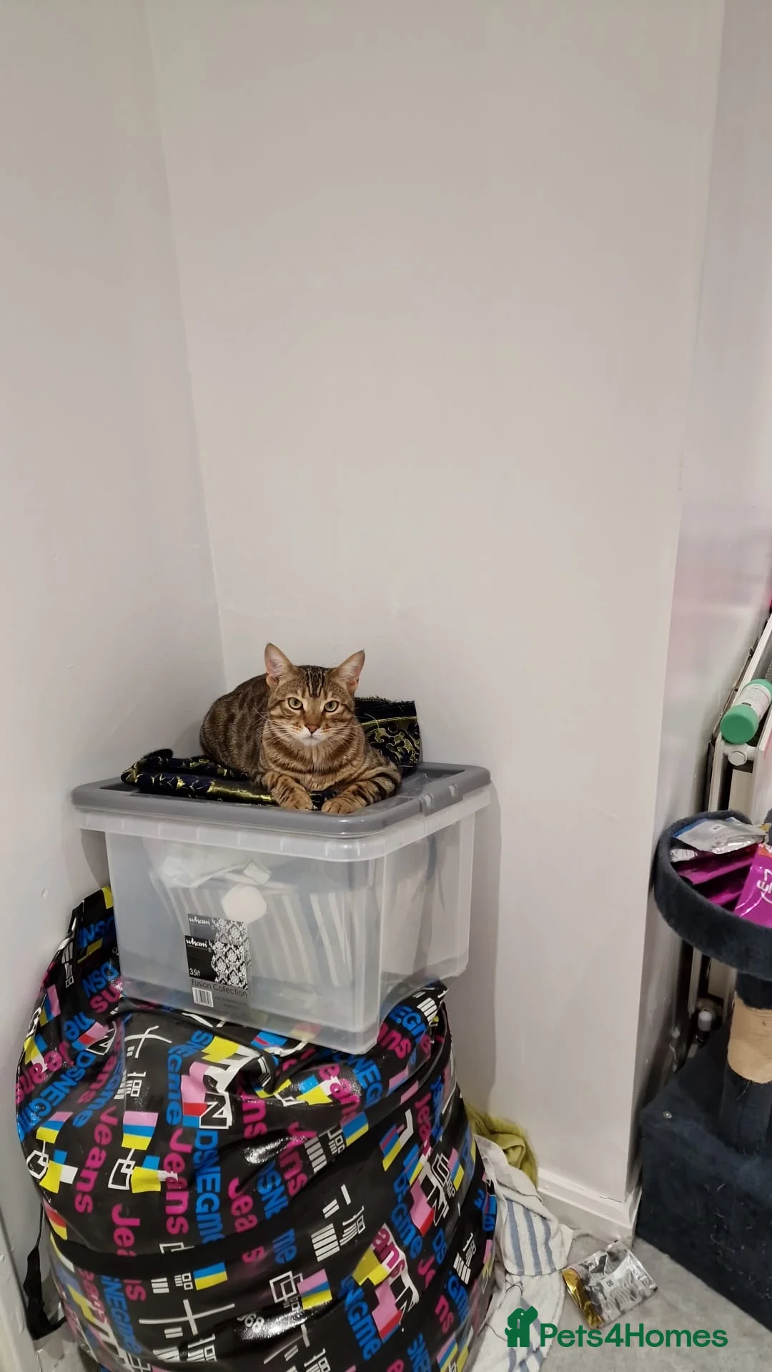 Bengal cats for sale: Little mischief  - Advert 2