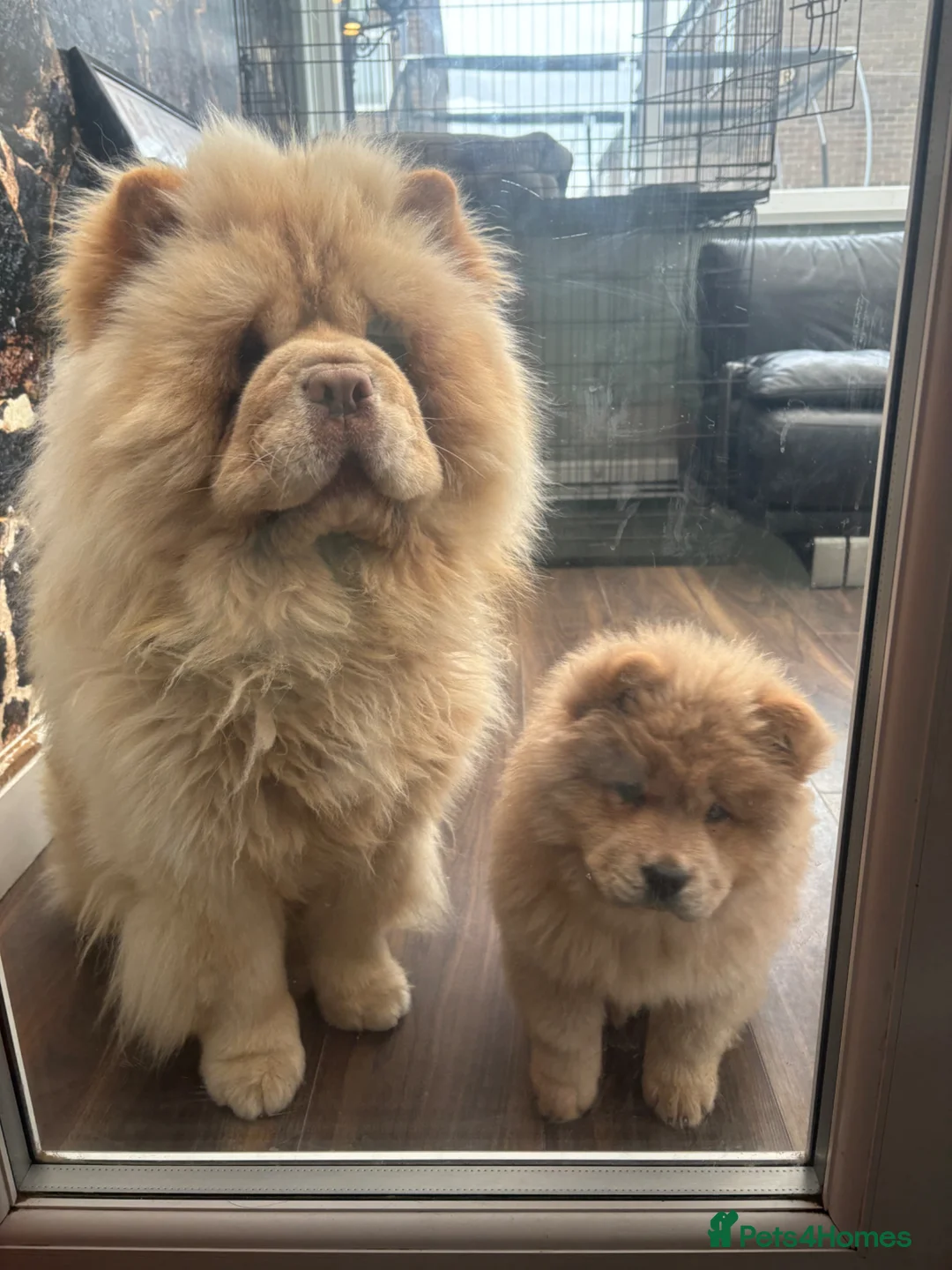 Chow Chow dogs for stud: King Louie - Advert 1