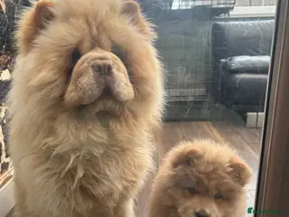 Chow Chow dogs King Louie - Advert 6