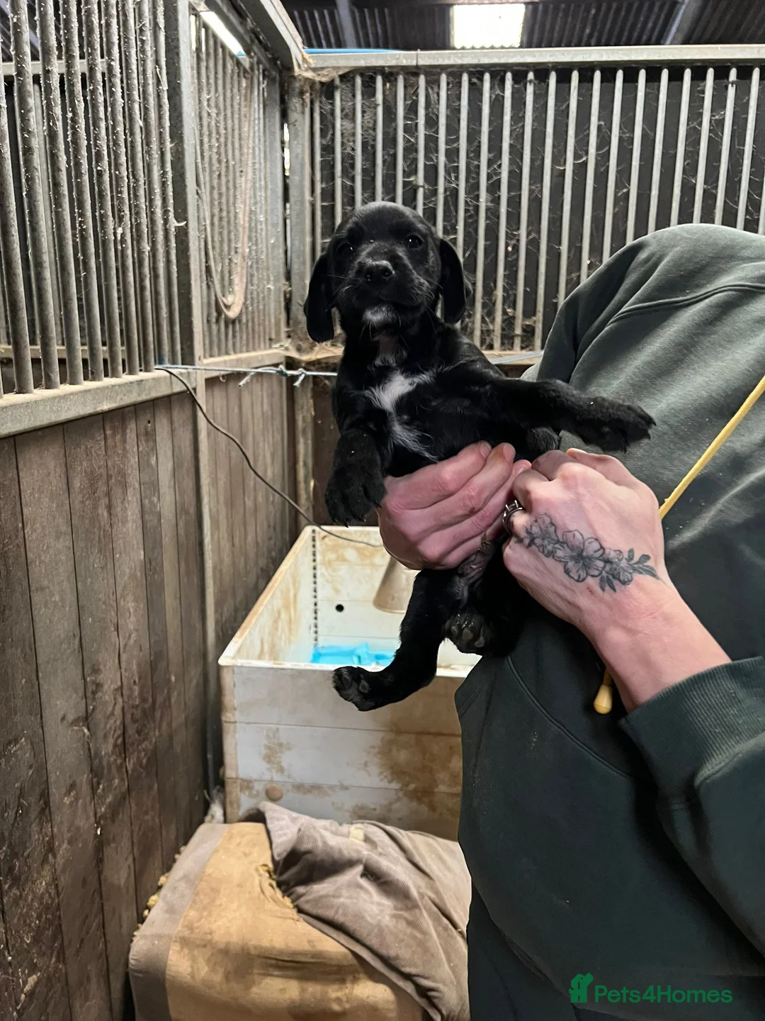 Mixed Breed dogs for sale: Cocker x Terrier puppies - Advert 8