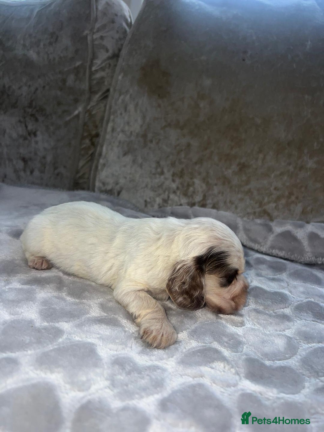 Cocker Spaniel dogs for sale: Kc registered show cocker spaniels  - Advert 12