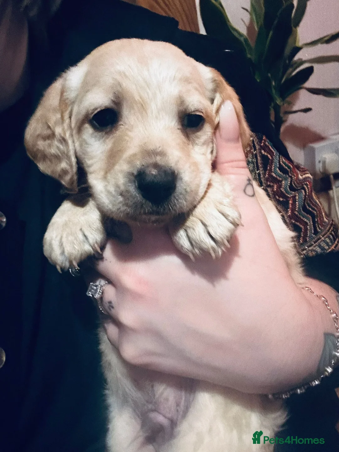 Mixed Breed dogs for sale: 9 Beautiful Puppies for sale - Advert 11