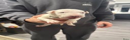 English Bull Terrier dogs for sale: English bull terrier puppy’s 4 weeks old  - Advert 5