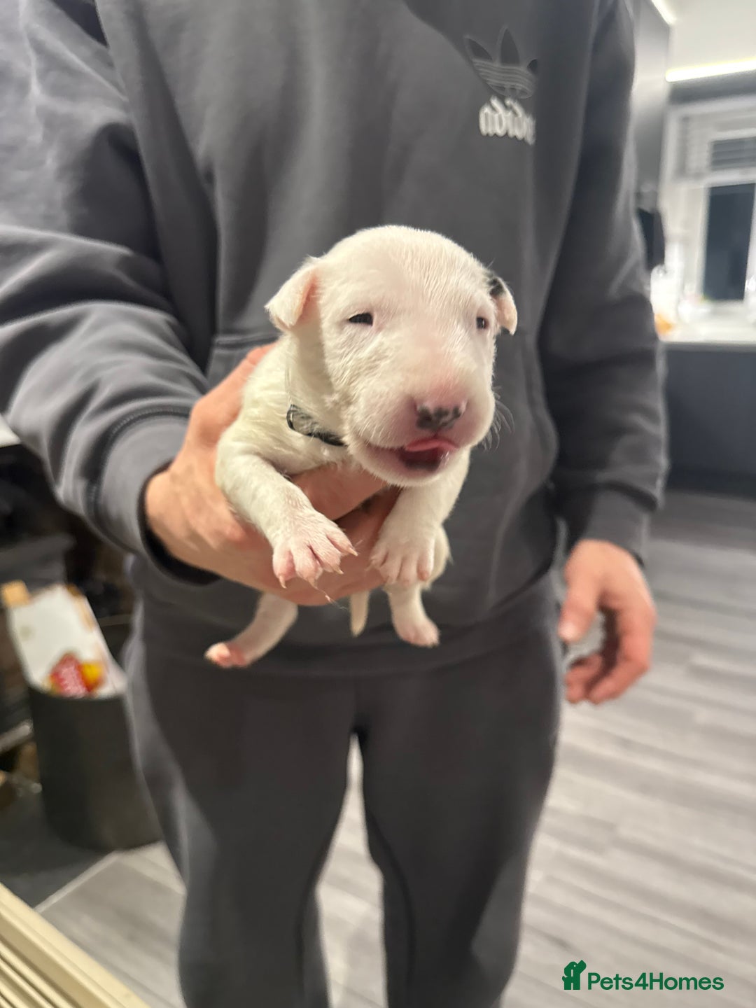 English Bull Terrier dogs for sale: English bull terrier puppy’s 4 weeks old  - Advert 5