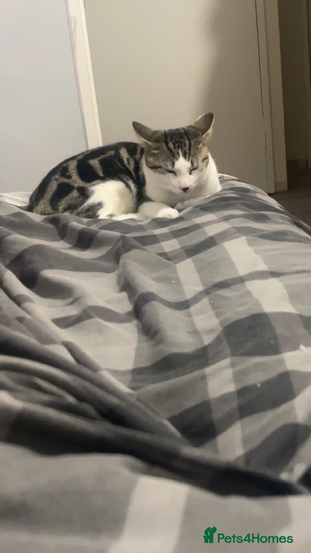 British Shorthair cats for sale: Kitten  in Luton - Advert 2