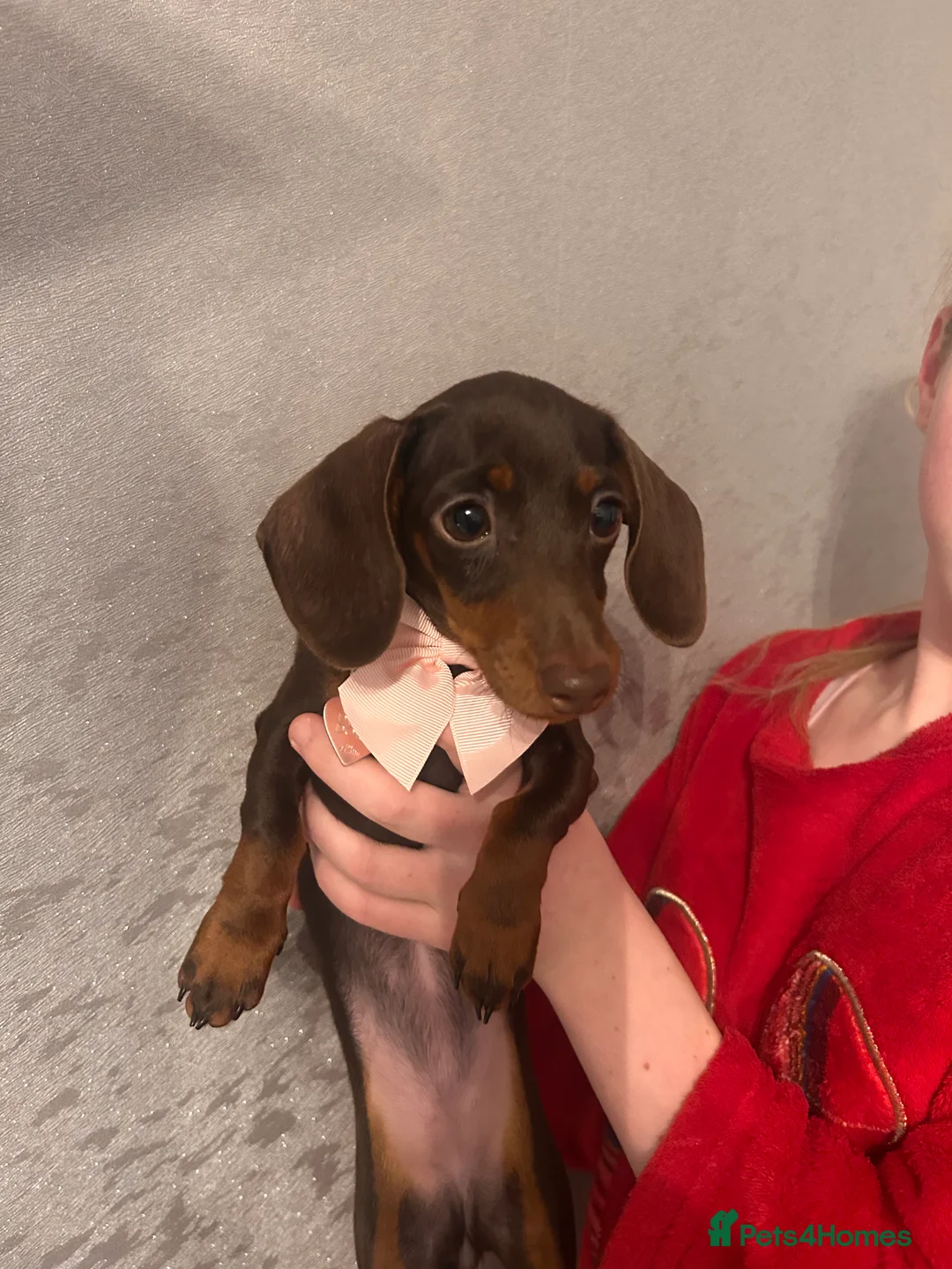 Miniature Dachshund dogs for sale: Miniature Tiny Chocolate Girl Dachshund  - Advert 2