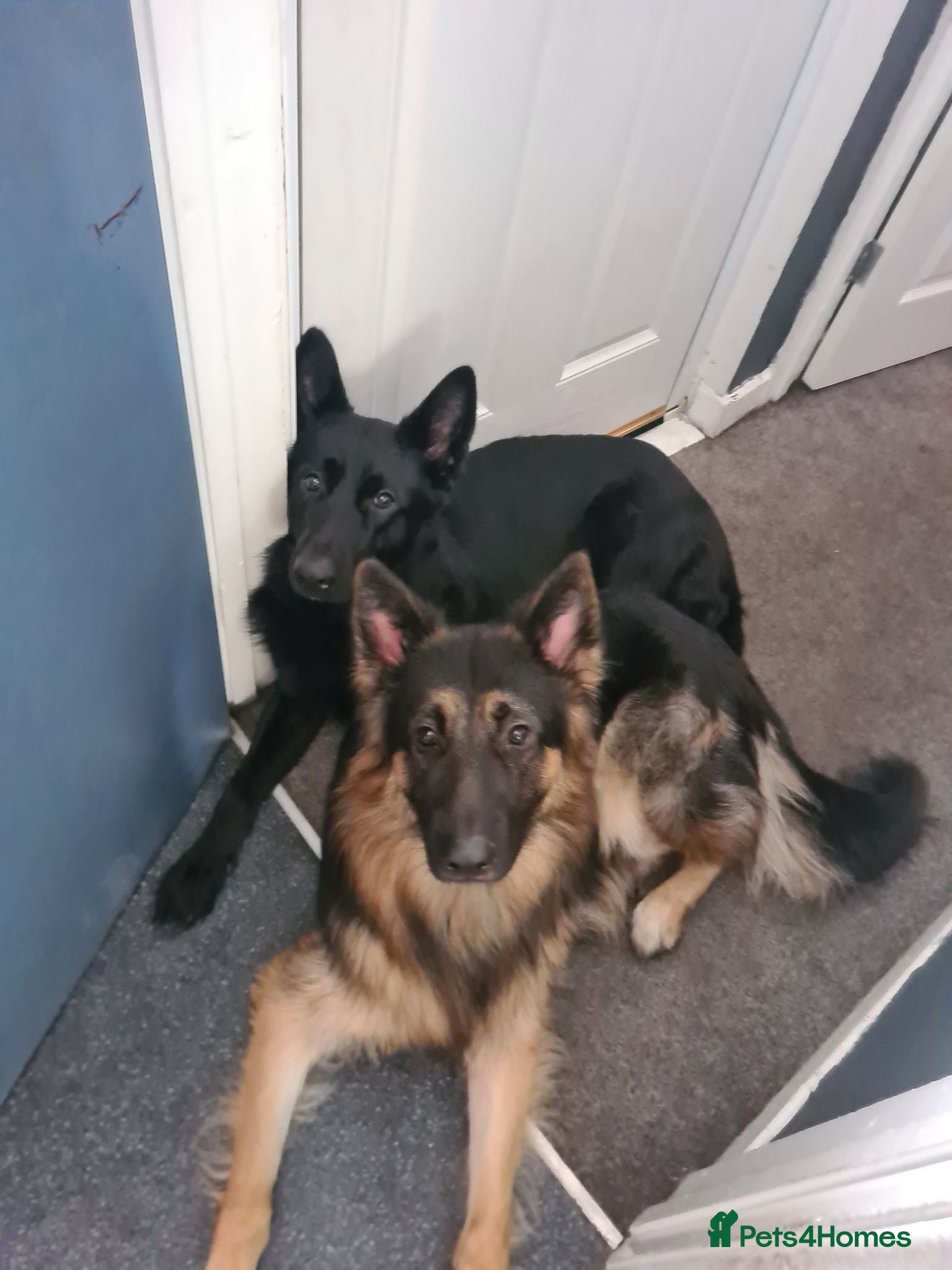German Shepherd dogs Dog for rehome - Advert 1