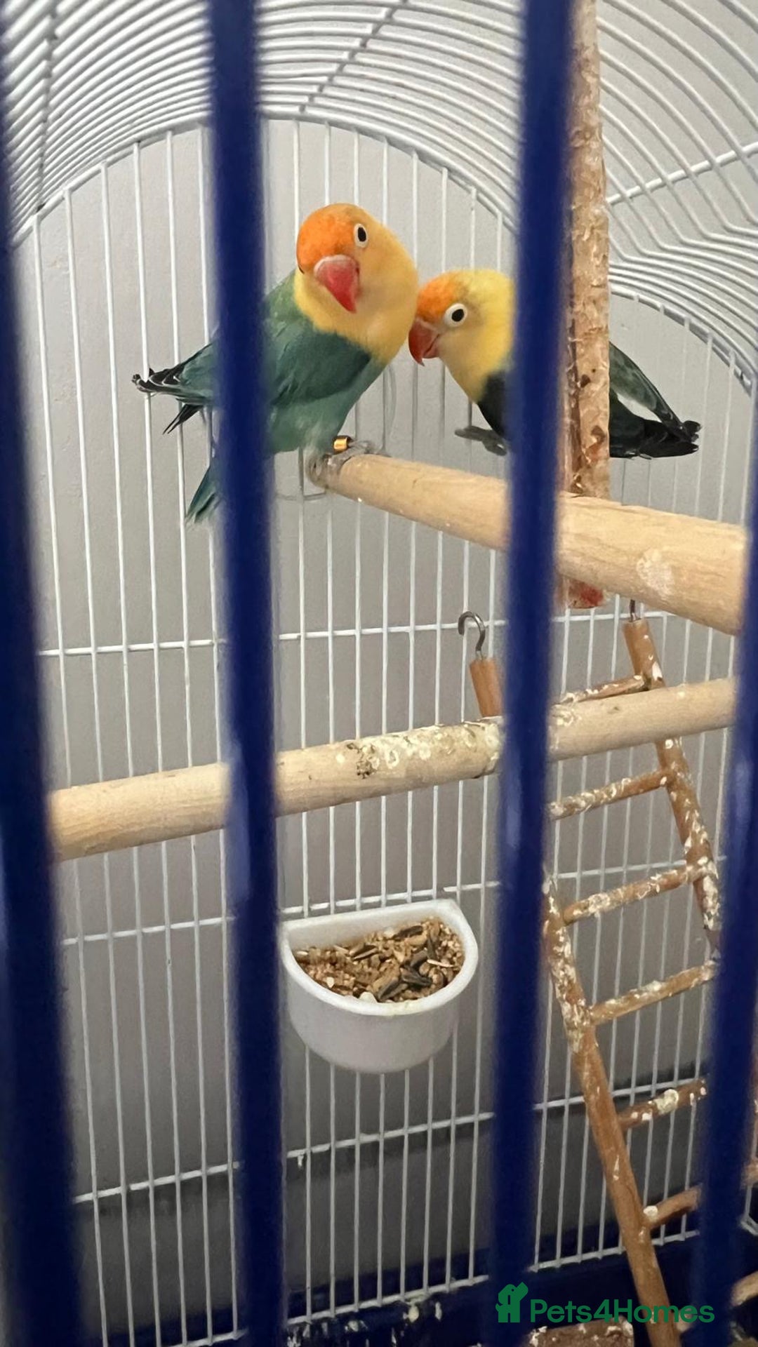 Lovebirds birds for sale: Lovebirds mixed  - Image 2