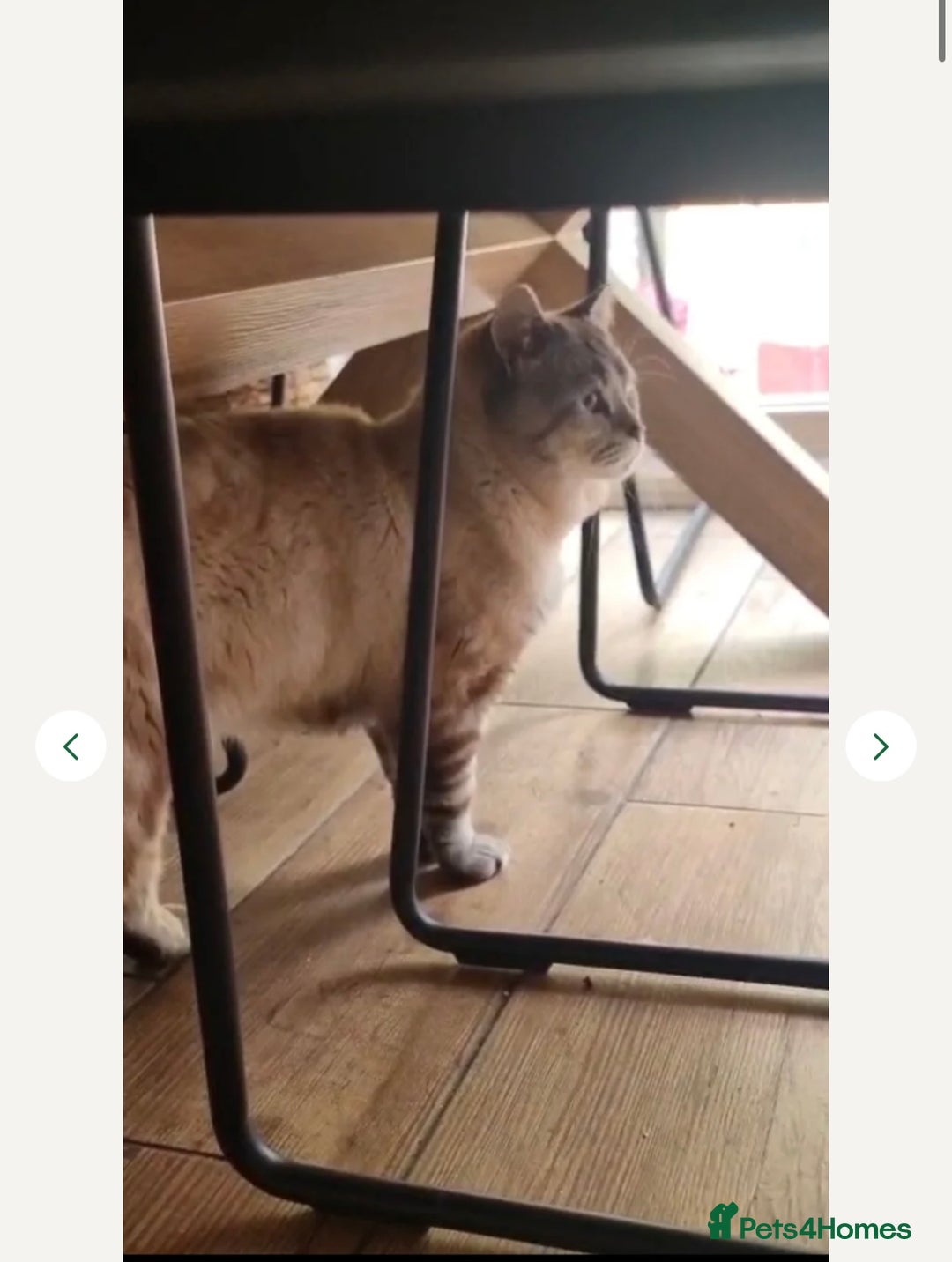 Mixed Breed cats for sale: Snowy needs Rehoming  - Advert 3