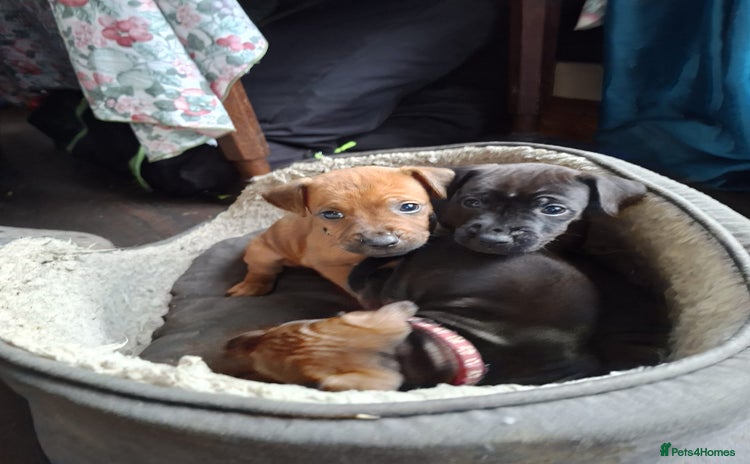 Patterdale Terrier dogs - Advert 2