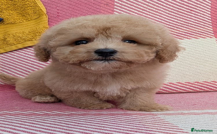 Poochon dogs Stunning F1 Toy Poochon Puppies BOYS - Advert 2