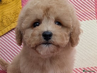 Poochon dogs Stunning F1 Toy Poochon Puppies BOYS - Advert 3