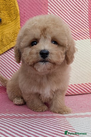 Poochon dogs Stunning F1 Toy Poochon Puppies BOYS - Advert 2