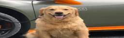 Golden Retriever dogs for sale: 11 month old male golden retriever for sale  - Advert 1