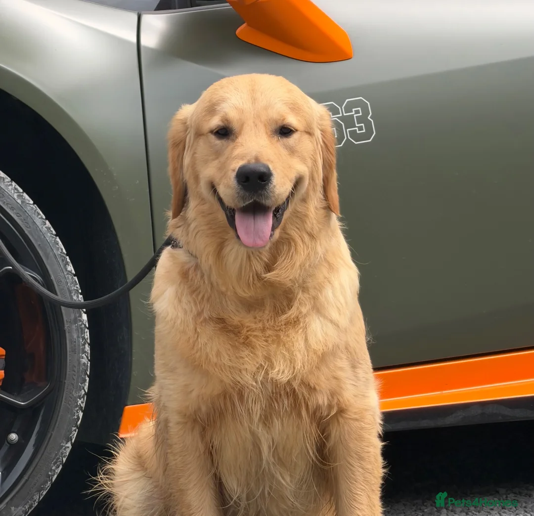 Golden Retriever dogs for sale: 11 month old male golden retriever for sale  - Advert 1