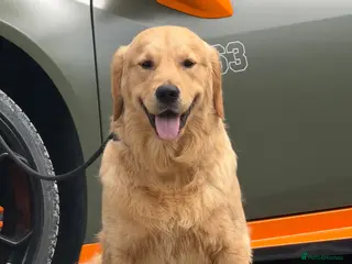 Golden Retriever dogs 11 month old male golden retriever for sale - Advert 1