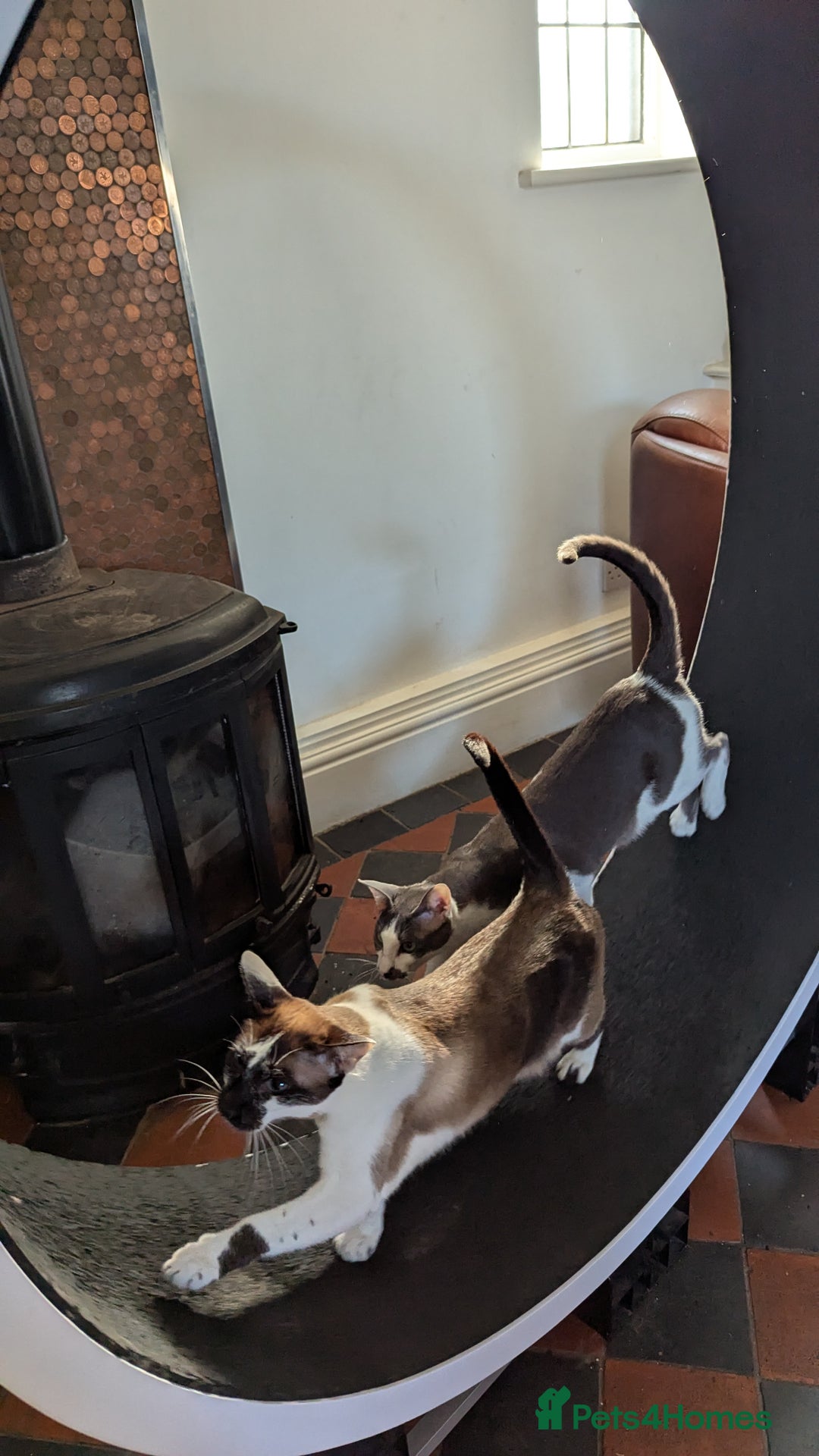 Oriental cats for sale: Blue Eyed Millie 3yr Old Oriental Shorthair Girl - Advert 14