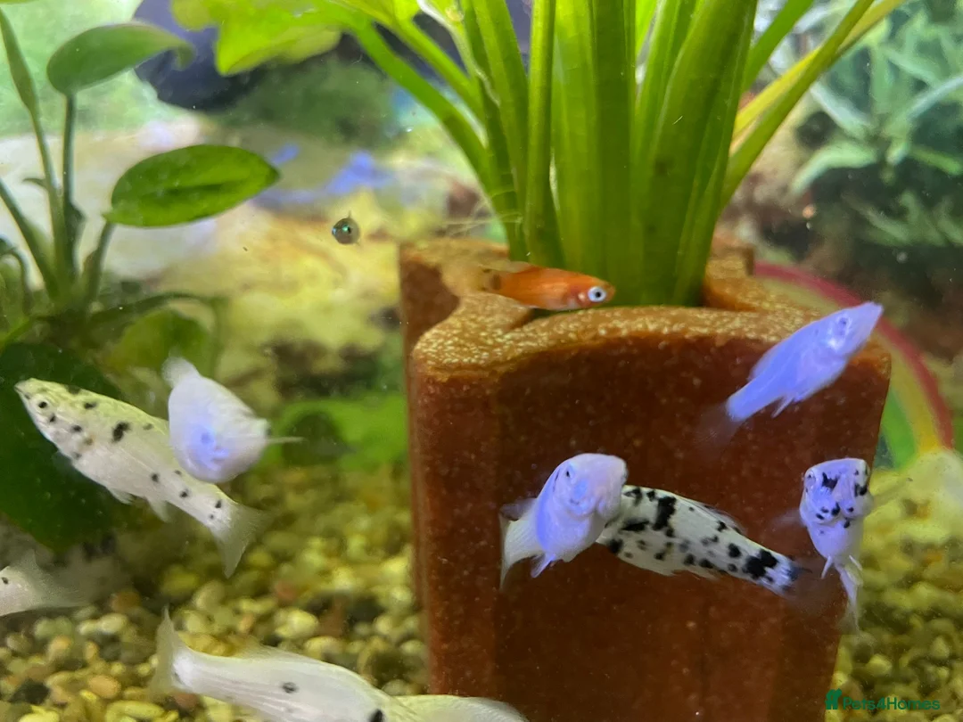 Mollies fish for sale: Dalmation Mollie - Advert 2