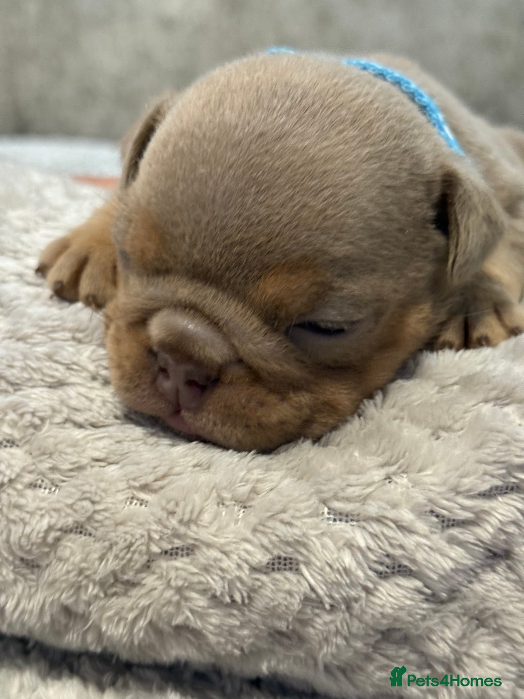 English Bulldog dogs for sale: English Bulldog puppies for sale KC registered  - Image 33
