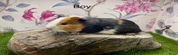 Guinea Pig rodents for sale: Female and male guinea pigs  - Advert 8