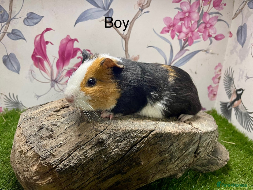 Guinea Pig rodents for sale: Female and male guinea pigs  - Advert 8