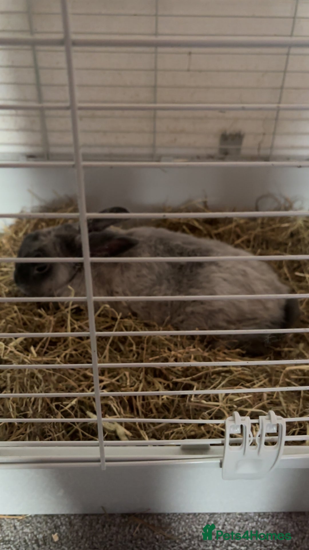 Flemish rabbits for sale: flemish giant rabbit - Advert 1