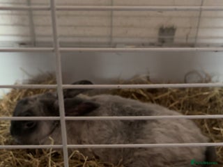 Flemish rabbits flemish giant rabbit - Advert 1