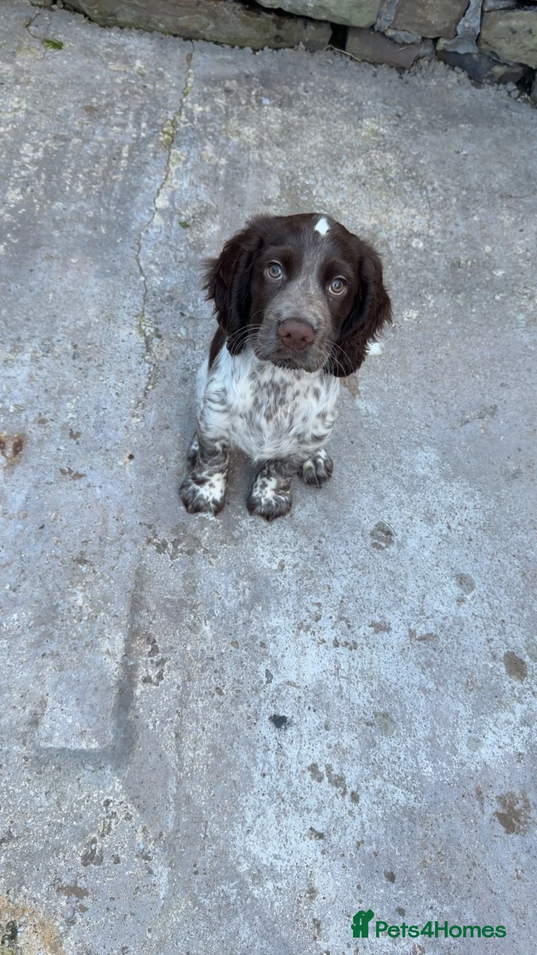 Sprocker dogs for sale: 14 week puppy for rehoming!! - Advert 8