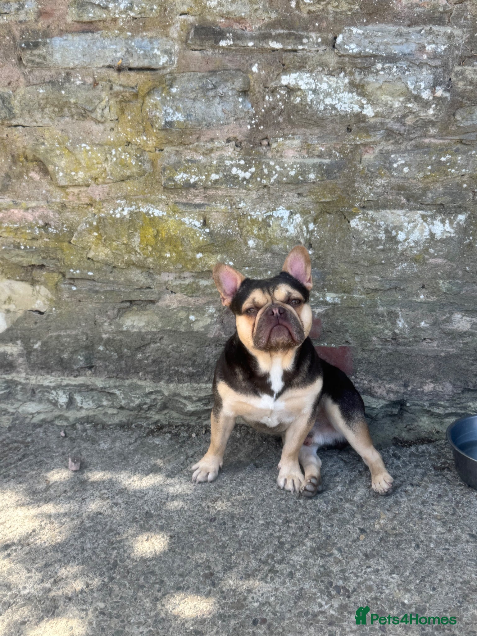 French Bulldog dogs Entire French bulldog  - Advert 17
