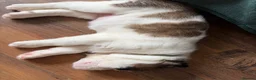 Saint Bernard dogs for sale: Exceptional St Bernard Puppies - Advert 17
