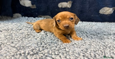 Miniature Dachshund dogs KC registered Miniture Dachshund puppies Dapple 🐶 - Advert 1