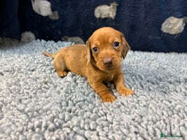 Miniature Dachshund dogs KC registered Miniture Dachshund puppies Dapple 🐶 - Advert 1