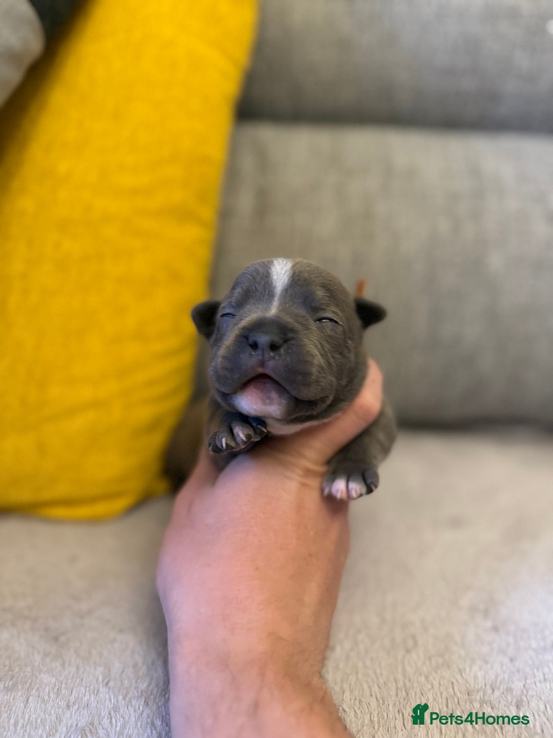 Staffordshire Bull Terrier dogs for sale: 7 BEAUTIFUL STAFFY PUPS SIRED BY CH FIGO - Image 12