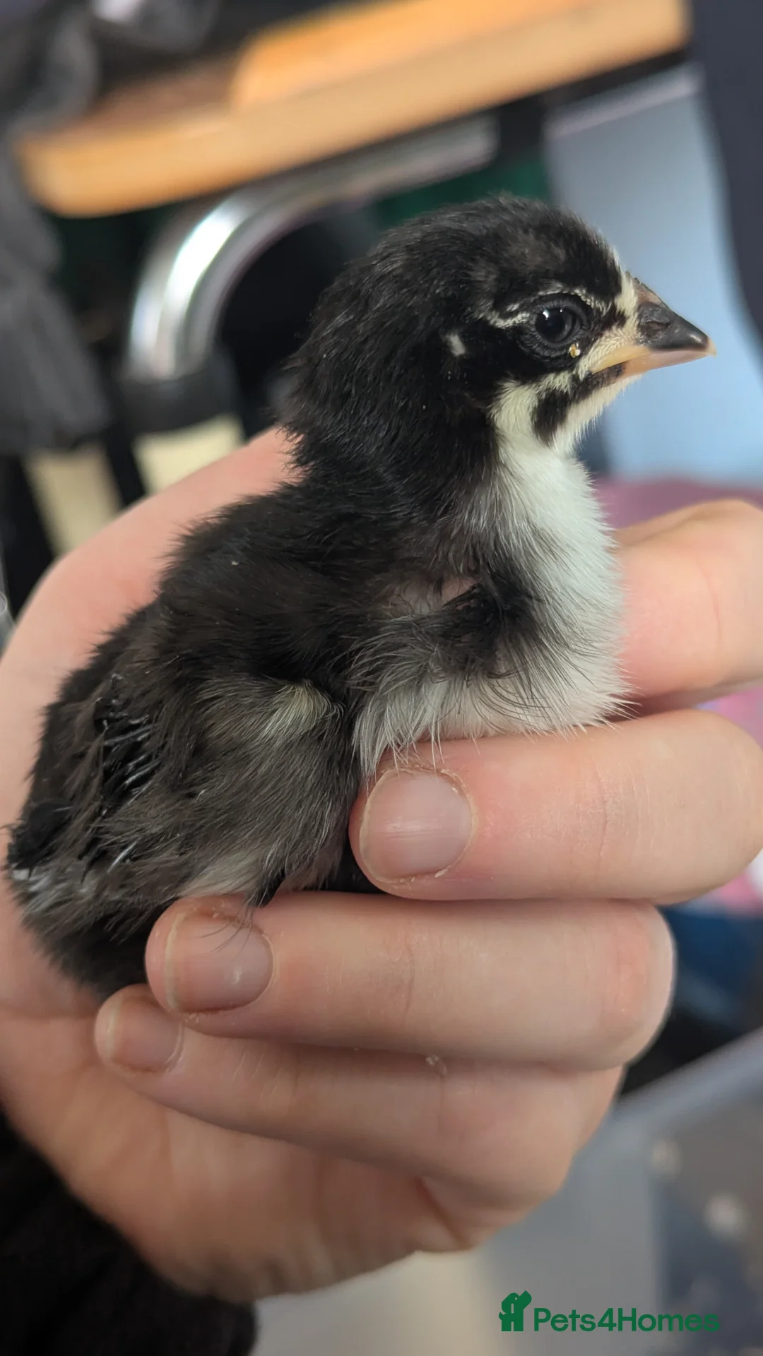 Chickens poultry for sale: 4 aracunas chicks  - Advert 1