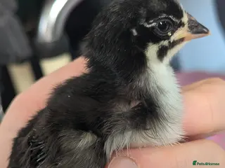 Chickens poultry 4 aracunas chicks - Advert 7