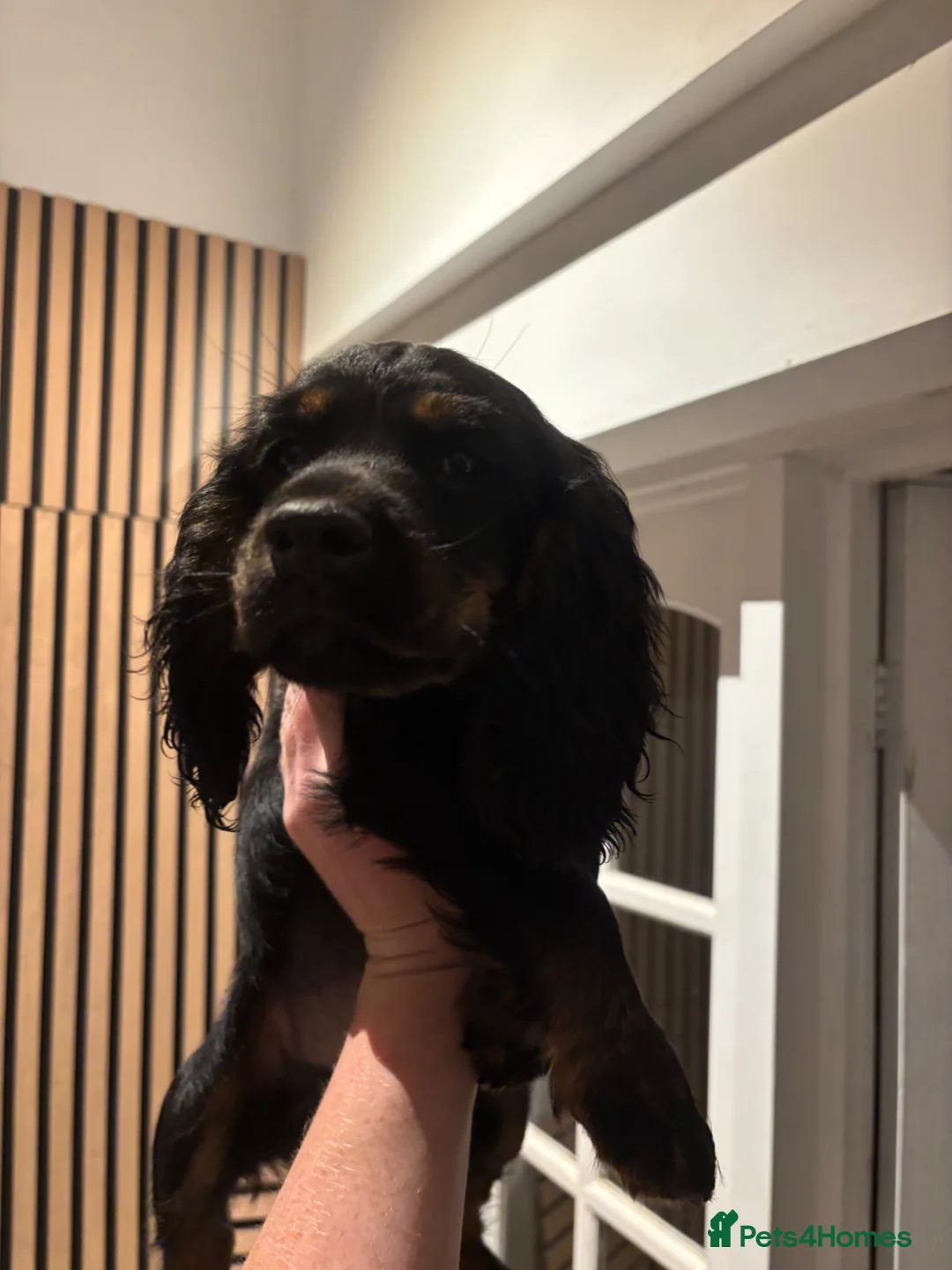 Cocker Spaniel dogs for sale:  working cocker spaniel 1 boy left ready now   - Advert 2