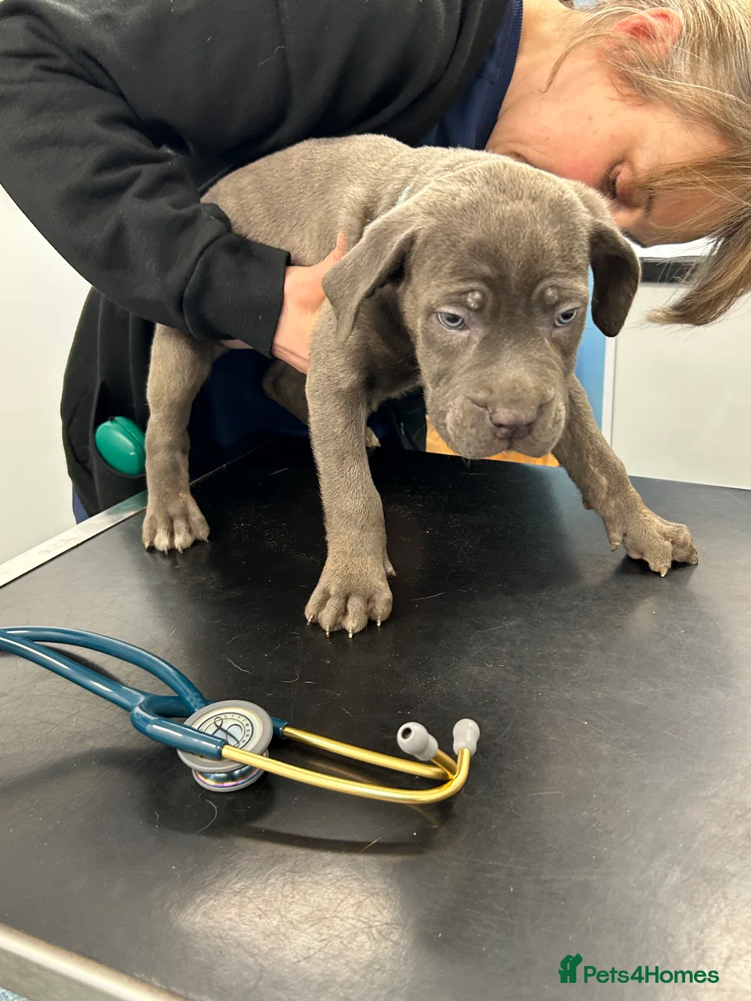 Cane Corso dogs for sale: Cane corso champion bloodline pups  - Advert 34