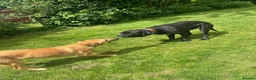 Belgian Shepherd Dog dogs for sale: Winston 3 year old Belgian shepherd  in Ipswich - Advert 4
