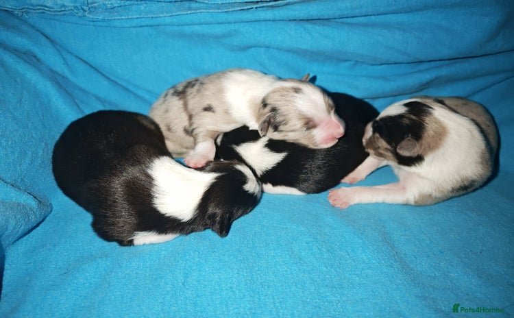 Border Collie dogs KC registered border collie puppies  - Advert 4