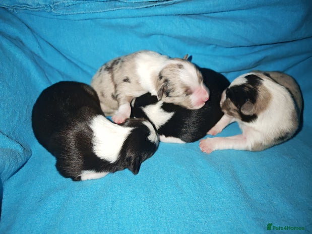 Border Collie dogs KC registered border collie puppies - Advert 1
