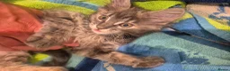 Maine Coon cats for sale:  Final 2 Majestic Maine coons - Advert 11