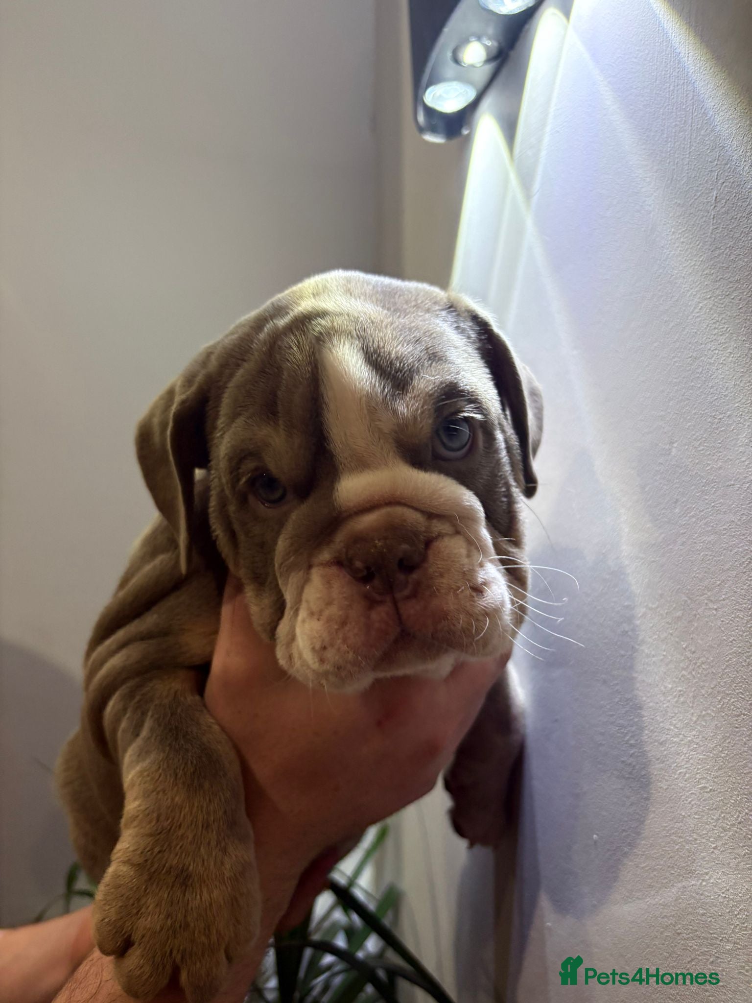 English Bulldog dogs Last female!!! English Bulldogs puppies - Advert 2
