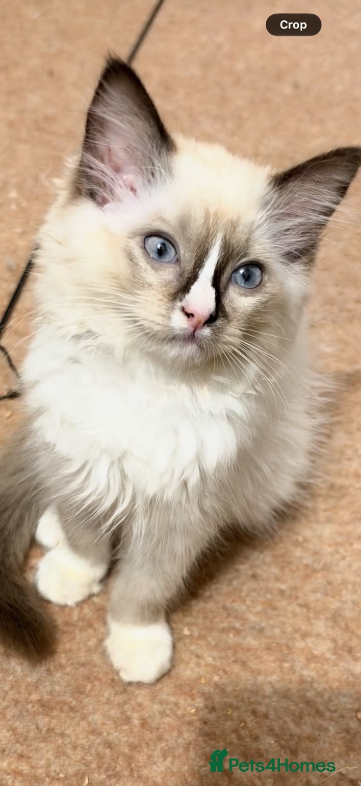 Ragdoll cats for sale: Stunning ragdoll kittens can go home now  - Advert 2