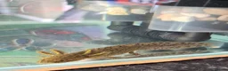 Axolotl reptiles for sale: Beautiful young axolotl for sale - Advert 2