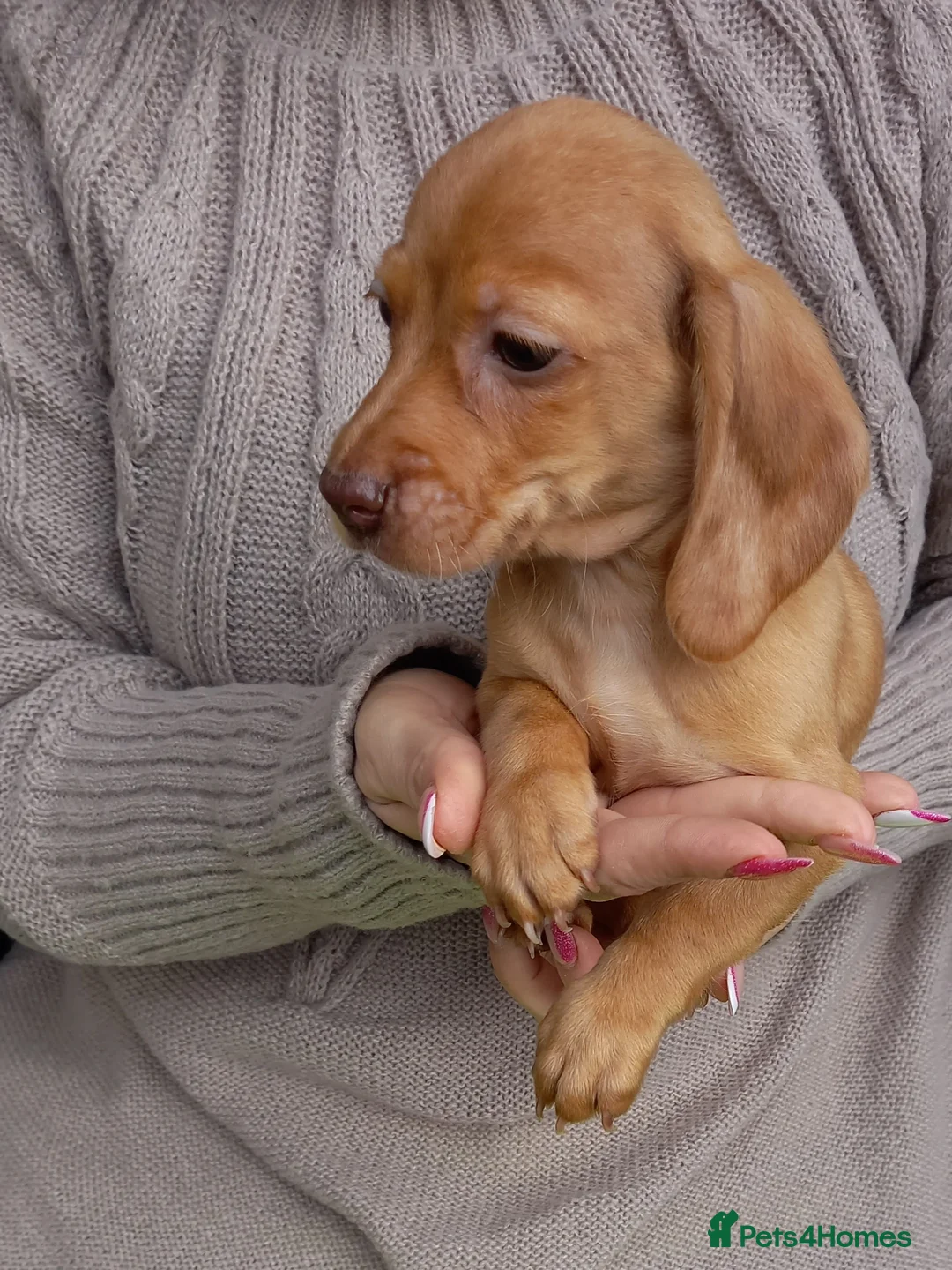 Miniature Dachshund dogs for sale: Miniature dachshund  - Advert 6