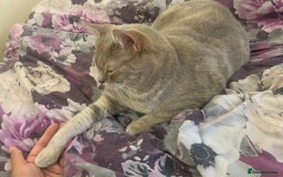 Mixed Breed cats for sale: Lovely female cat  - Image 2